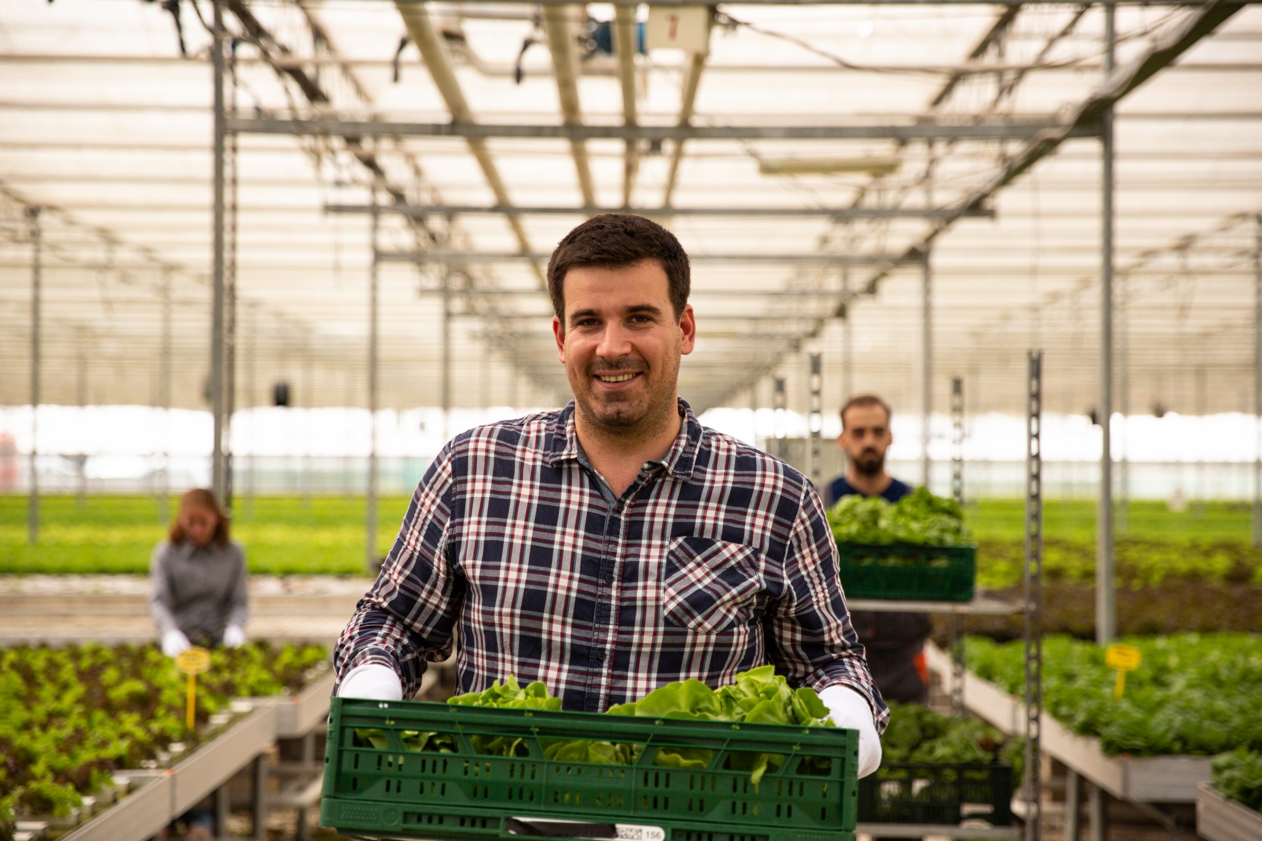 Farmer holding a box with salad in the greenhouse. In the back are his colleagues who work